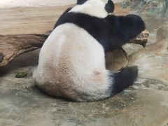 -海南热带野生动植物园