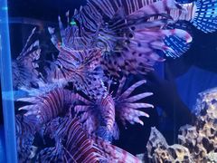 -海合安天津极地海洋公园
