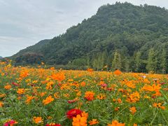 -花溪公园