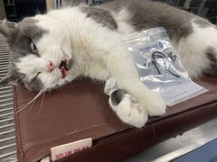 -爱诺耐芙动物医院(万博店)