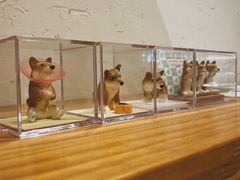 -柴务处·柴犬主题狗咖