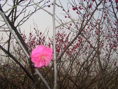 -香雪海