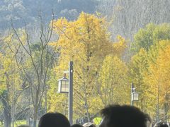 -千年银杏谷文化旅游区