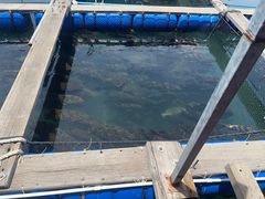 -蓝湾碧波·老字号·疍家非遗海上餐厅