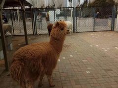 -长白岛森林公园