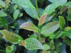-听风阁农家私房菜茶楼(龙坞店)