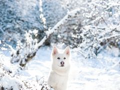 -太子岭滑雪场