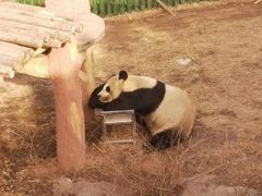 -沈阳森林动物园