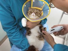 -纳吉亚猫专科动物诊疗中心(蒋宅口分院)