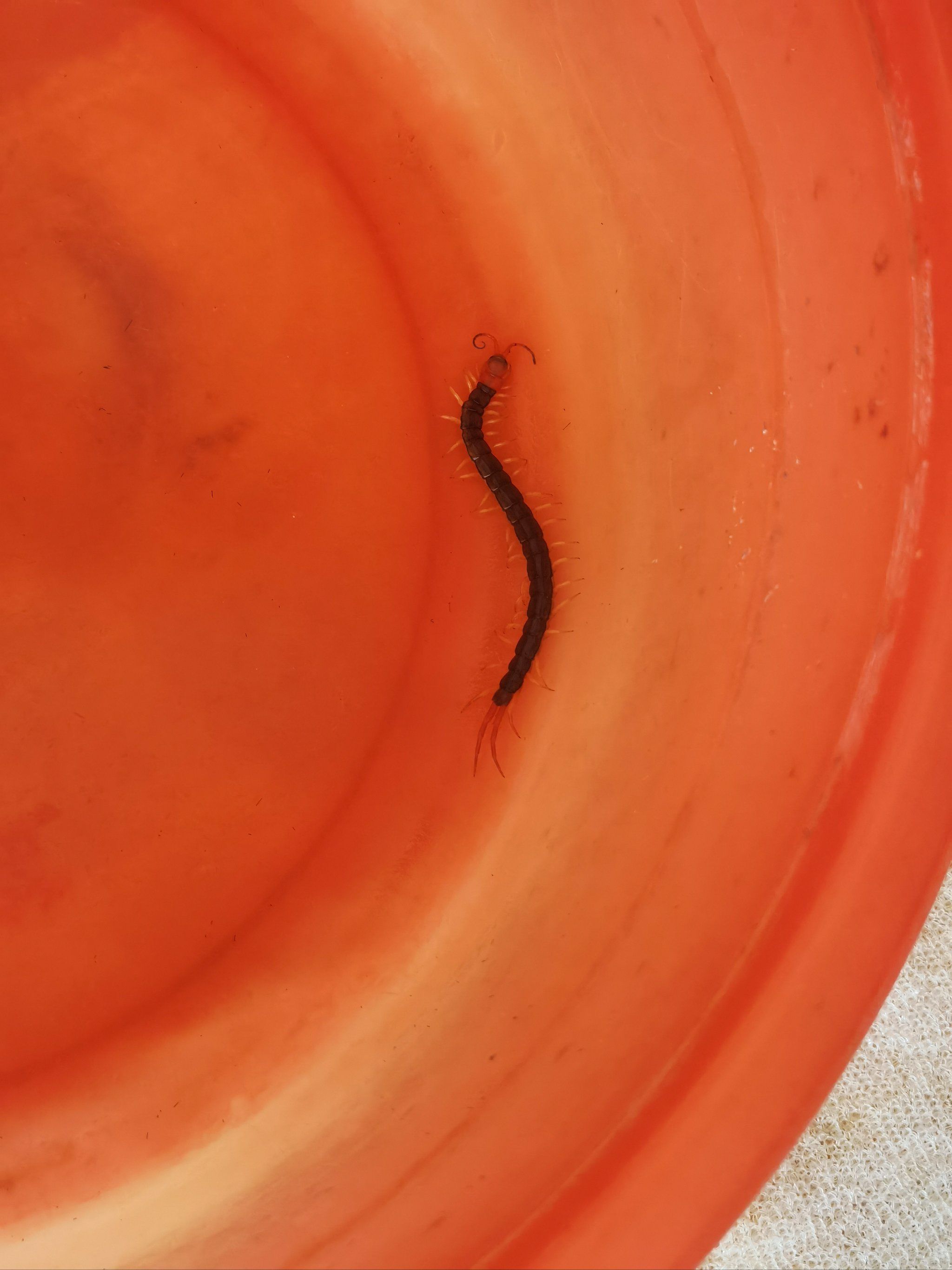 被蜈蚣咬一口有事吗