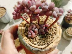-中环花鸟鱼虫市场