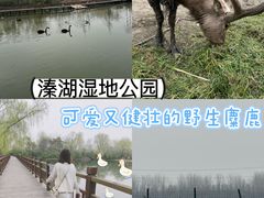 -溱湖国家湿地公园