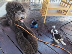 -The Rug Cafe(王府中环店)