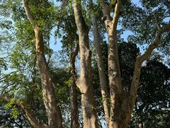 -中国科学院西双版纳热带植物园