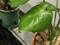 -皇城根茶馆(兴隆都市馨园店)