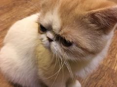 -猫色咖啡·猫咖
