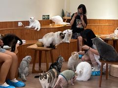 -有猫主题·治愈系猫咖(曾厝垵店)