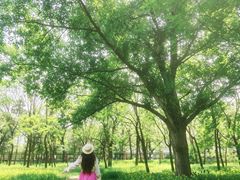 -北陵公园