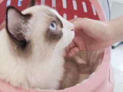 -艾吉宠物医院·疑难杂症转诊中心·猫友好(碧江路院)