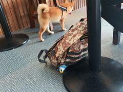 -柴源莊·柴小宠柴犬咖啡