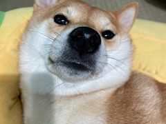 -逗柴咖啡屋·狗咖猫咖宠物桌游