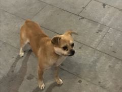 -老县城旗花面(皇嘉花苑店)