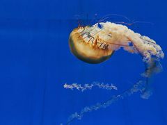 -上海海洋水族馆