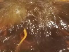 -新花城蟹粉馆(乌鲁木齐店)