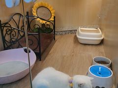 -momokira米努特·德文卷毛猫·棉花面纱犬
