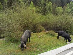 -硗碛藏寨·神木垒景区