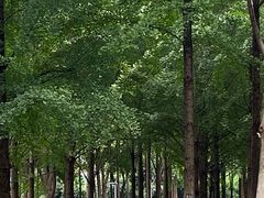 -西北湖绿化广场