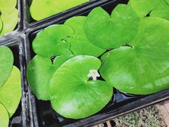 -秦美花卉(天朗·莱茵小城2期店)