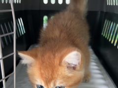 -佳雯宠物医院·皮肤科·内外科(春晓路分院)