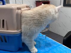 -伟伟宠物医院·CT影像中心·瑞派犬猫综合性门诊(汉口总院)