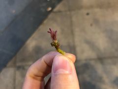 -喜茶(东莞汇一城店)