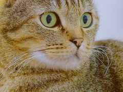 -喵园·猫主题咖啡厅·撸猫·猫咖(国贸店)