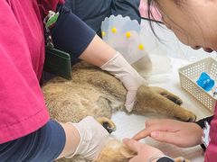 -纳吉亚猫专科动物医院博雅分院