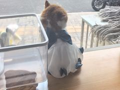 -瑞派长江宠物医院·猫科·外科·24小时夜护(谊城公寓分院)