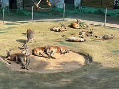 -西霞口神雕山野生动物世界