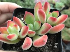 -三圣花乡旅游区