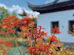 -芥子园