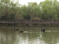 -溱湖国家湿地公园