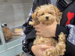 -萌宠之家·腊肠犬·马尔泰·小体犬舍