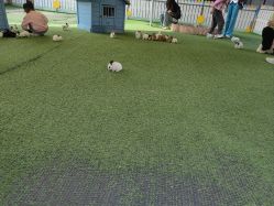 -萌宠亲子动物乐园(槐房万达店)