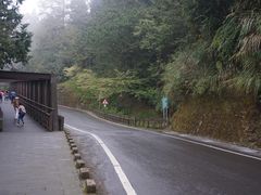 -阿里山神木遗迹