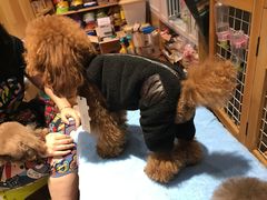 -爱宠屋pet shop·宠物洗澡·宠物美容