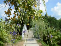 -南宁良凤江国家森林公园