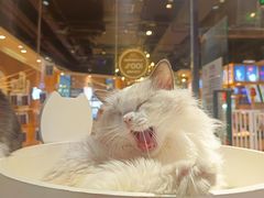 -藏猫猫咖啡主题馆(中央大道店)