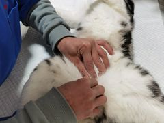 -灵美宠物诊所
