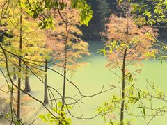 -广州白江湖森林公园